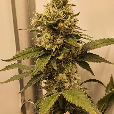 Bubba Kush growlog timeline photo