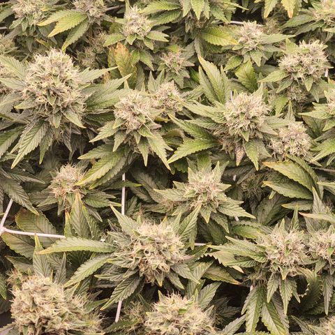 Bubba Kush growlog timeline photo
