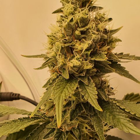 Bubba Kush growlog timeline photo