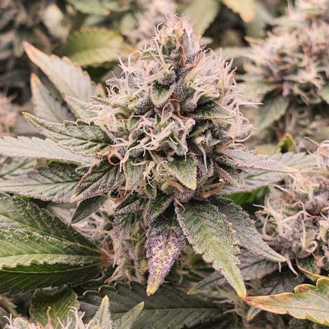 Bubba Kush growlog timeline photo