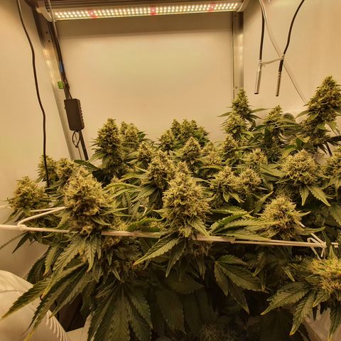 Bubba Kush growlog timeline photo