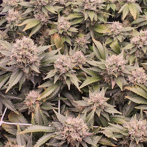 Bubba Kush growlog timeline photo