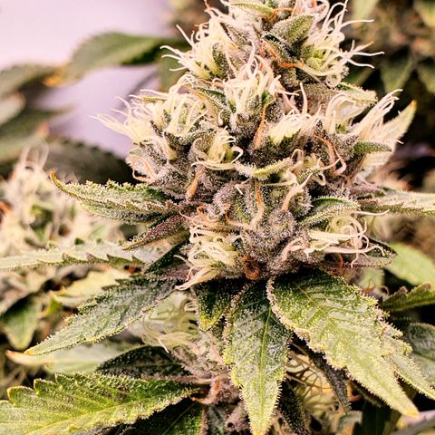 Bubba Kush growlog timeline photo