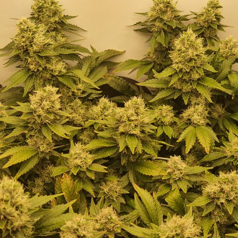 Bubba Kush growlog timeline photo