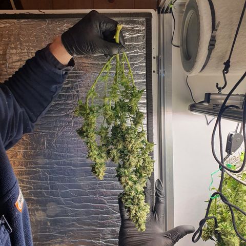Bubba Kush growlog timeline photo