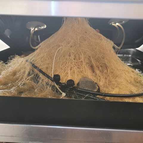 Bubba Kush growlog timeline photo