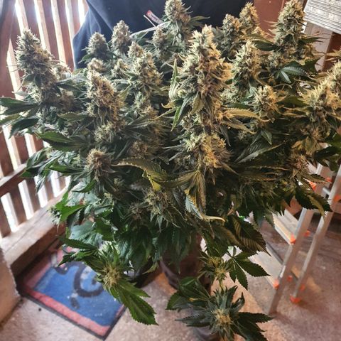 Bubba Kush growlog timeline photo