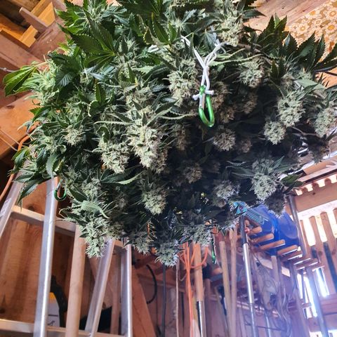 Bubba Kush growlog timeline photo