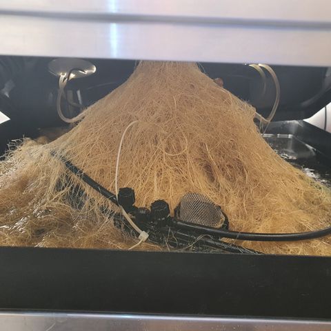 Bubba Kush growlog timeline photo