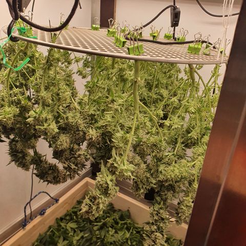 Bubba Kush growlog timeline photo