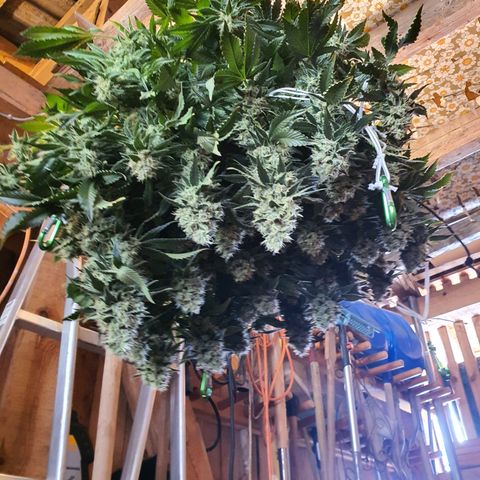Bubba Kush growlog timeline photo