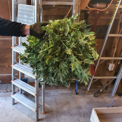 Bubba Kush growlog timeline photo