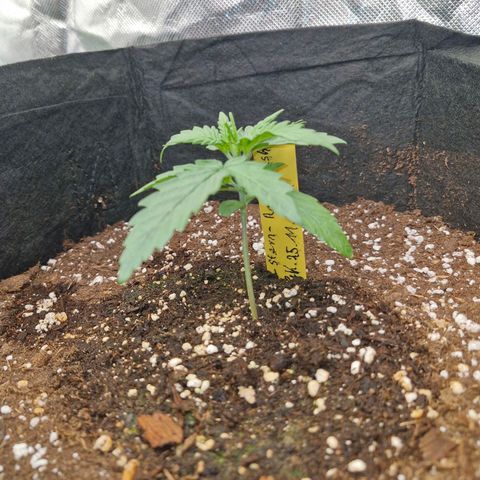 Stern growlog timeline photo