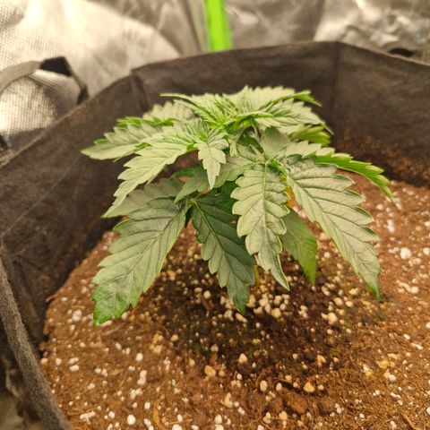 Sonne growlog timeline photo