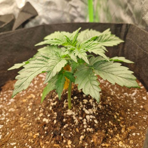 Mond growlog timeline photo