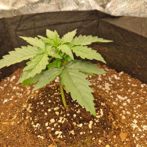 Stern growlog timeline photo