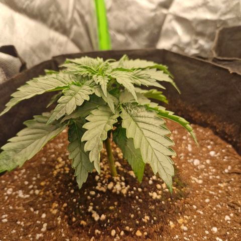 Sonne growlog timeline photo