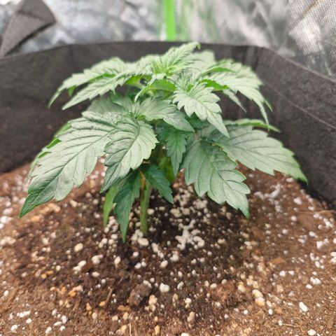 Mond growlog timeline photo