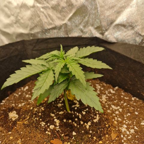 Stern growlog timeline photo