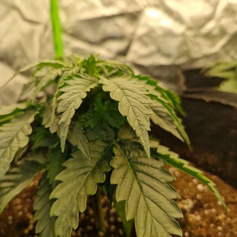 Sonne growlog timeline photo