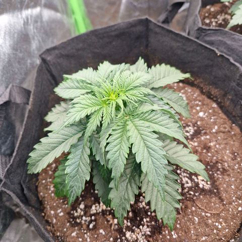 Sonne growlog timeline photo