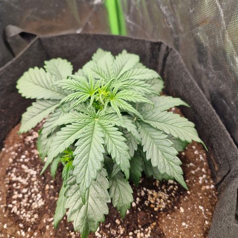 Mond growlog timeline photo