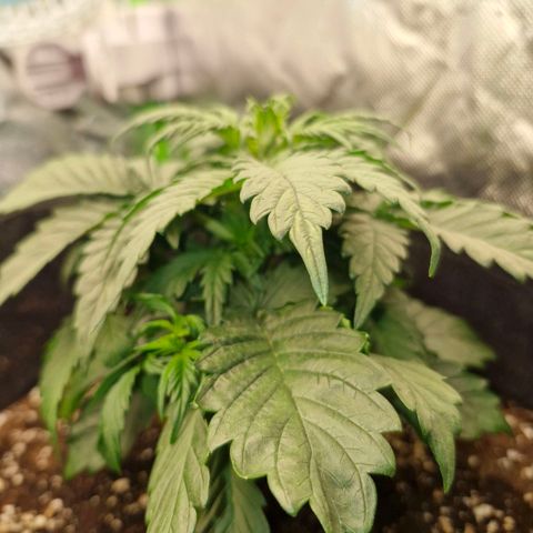 Mond growlog timeline photo