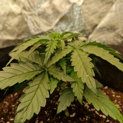 Stern growlog timeline photo