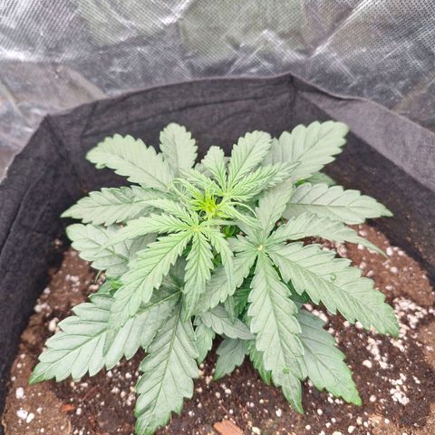 Stern growlog timeline photo