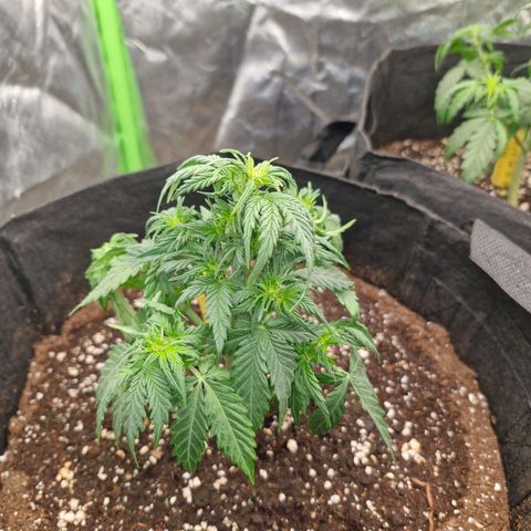 Sonne growlog timeline photo