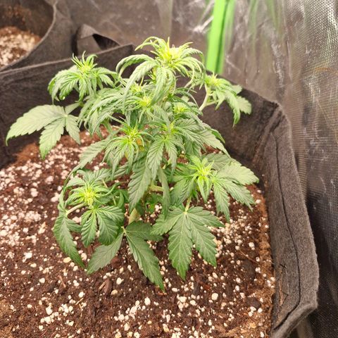 Mond growlog timeline photo