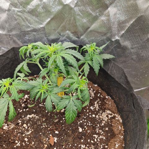 Stern growlog timeline photo