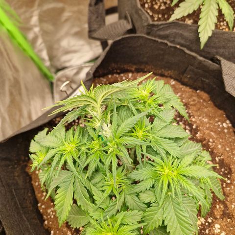 Sonne growlog timeline photo