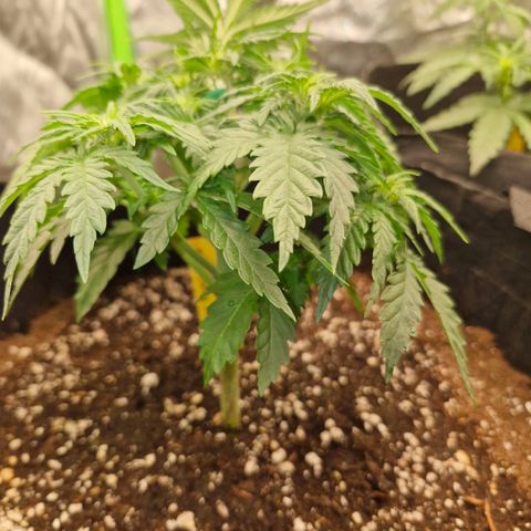 Sonne growlog timeline photo