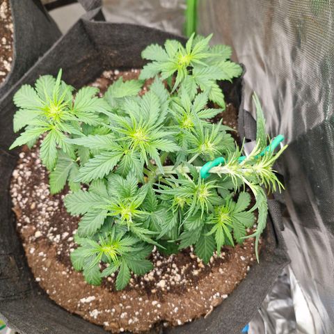 Mond growlog timeline photo