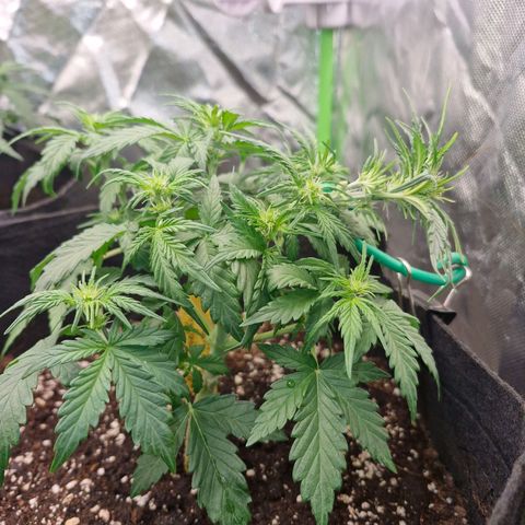 Mond growlog timeline photo