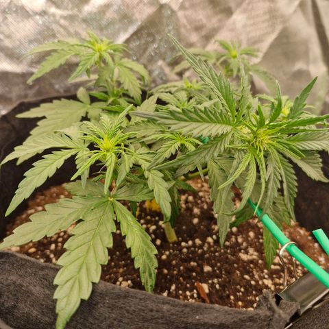 Stern growlog timeline photo
