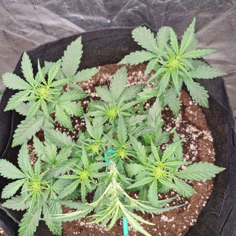 Stern growlog timeline photo