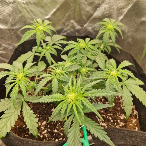 Stern growlog timeline photo