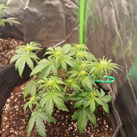 Mond growlog timeline photo