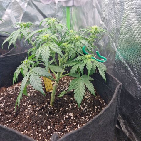 Mond growlog timeline photo