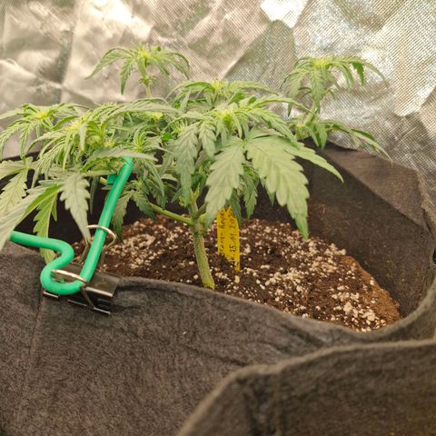Stern growlog timeline photo