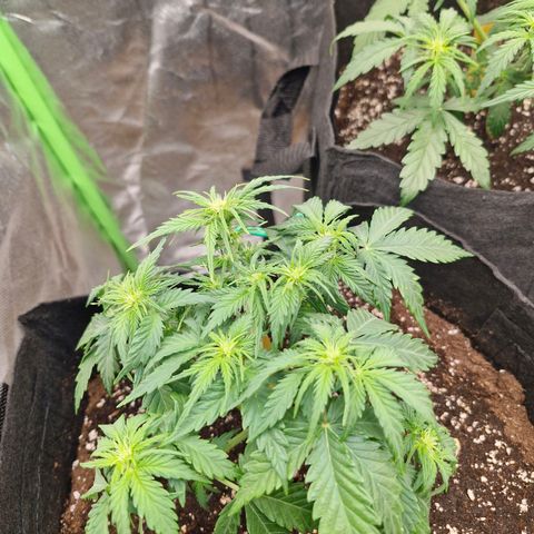 Sonne growlog timeline photo