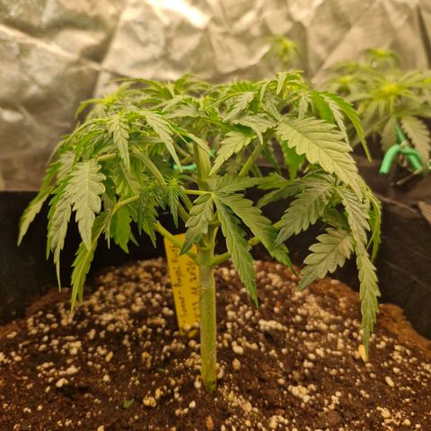 Sonne growlog timeline photo
