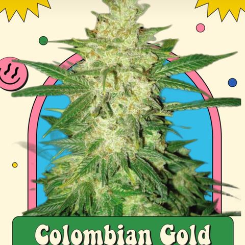 Colombian Gold growlog timeline photo