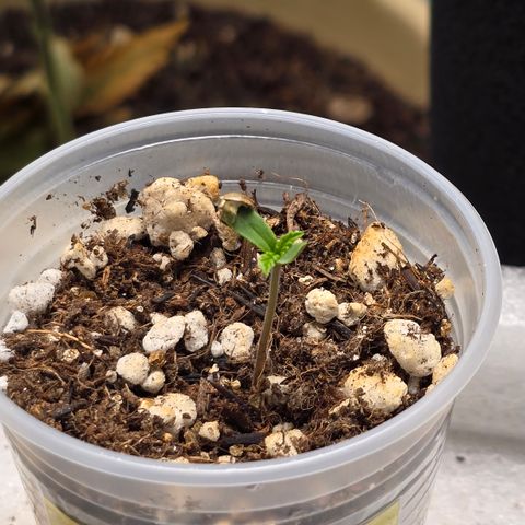Colombian Gold growlog timeline photo
