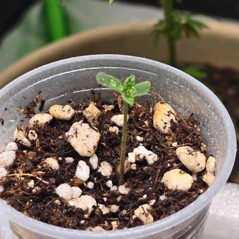 Colombian Gold growlog timeline photo