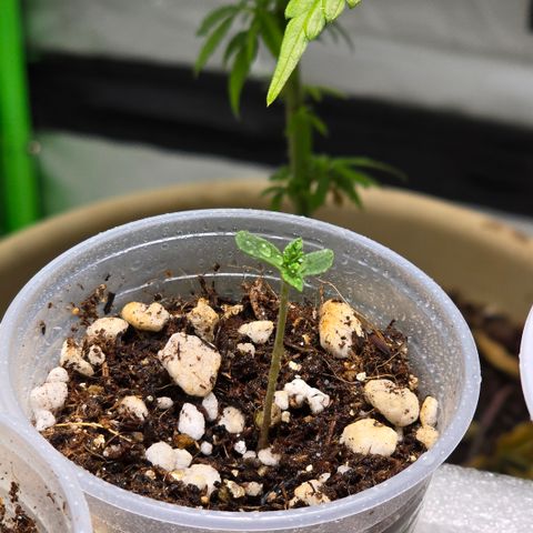 Colombian Gold growlog timeline photo