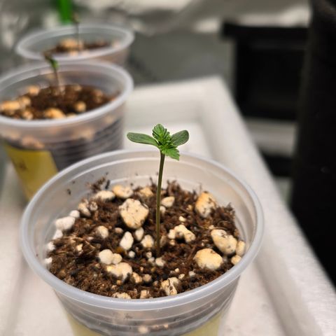 Colombian Gold growlog timeline photo