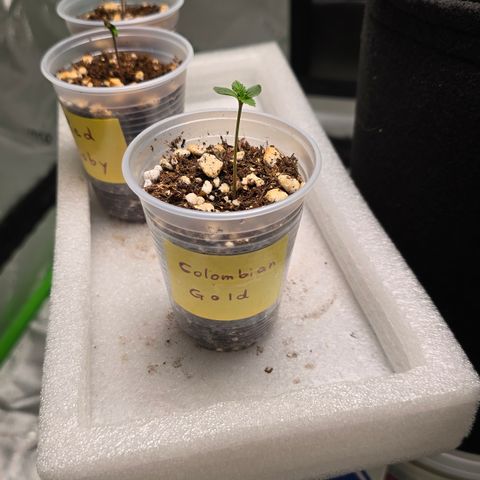 Colombian Gold growlog timeline photo